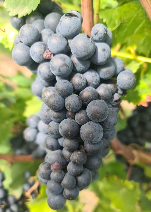 Pinot nova 20260907 143222
